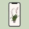 Orchidee: Oncidium Cherry Baby