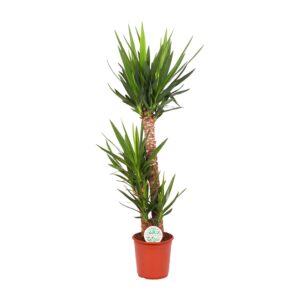 thumbnail_6000-5827.jpg Yucca Elephantipes