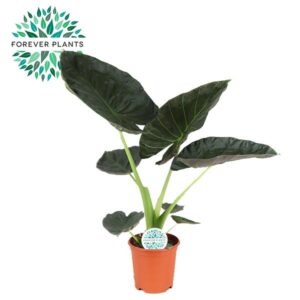 thumbnail_6000-5831.jpg Alocasia Regal Shield