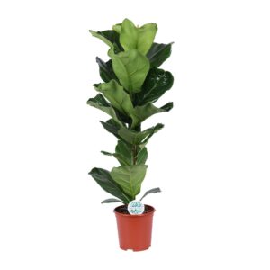 thumbnail_6000-5832.jpg Ficus Lyrata