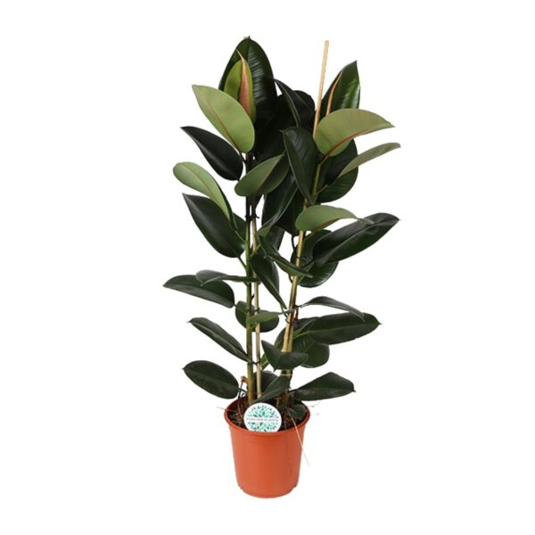 thumbnail_6000-5840.jpg Ficus Elastica Robusta