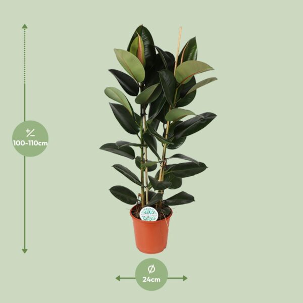 thumbnail_6000-5841.jpg Ficus Elastica Robusta