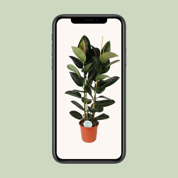 thumbnail_6000-5843.jpg Ficus Elastica Robusta