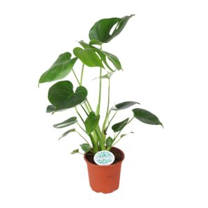 thumbnail_6000-5844.jpg Monstera Deliciosa