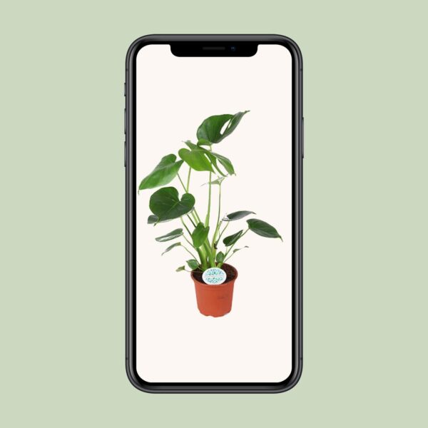thumbnail_6000-5847.jpg Monstera Deliciosa