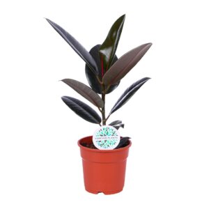 thumbnail_6000-5853.jpg Ficus Elastica Abidjan