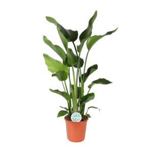 thumbnail_6000-5862.jpg Strelitzia Nicolai