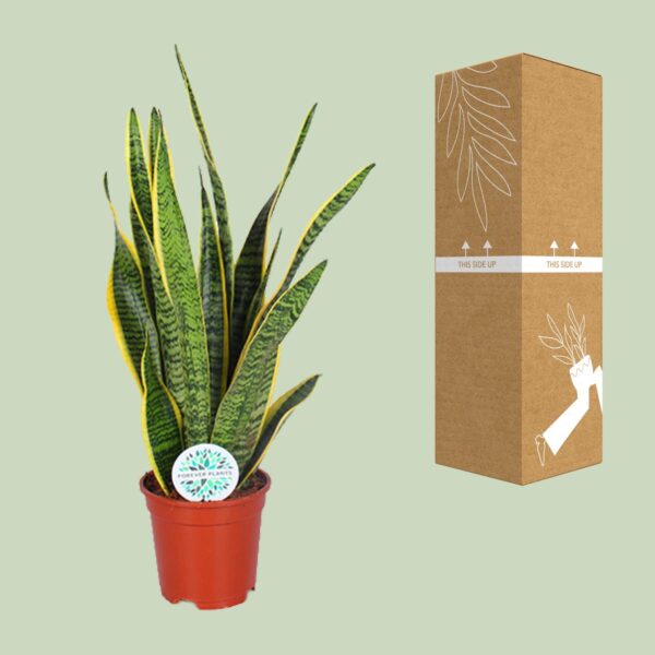 thumbnail_6000-5880.jpg Sansevieria Trifasciata Laurentii