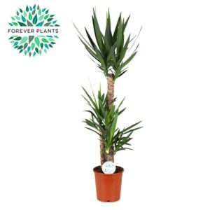 thumbnail_6000-5894.jpg Yucca