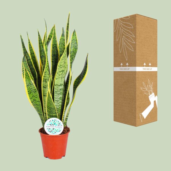 thumbnail_6000-5901.jpg Sansevieria Trifasciata Laurentii
