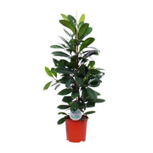 thumbnail_6000-5903.jpg Ficus Cyathistipula