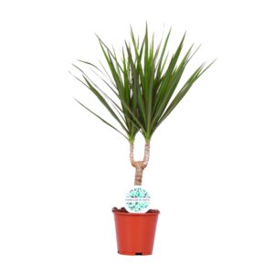 thumbnail_6000-5914.jpg Dracaena Marginata