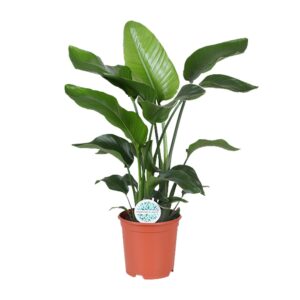 thumbnail_6000-5936.jpg Strelitzia Nicolai