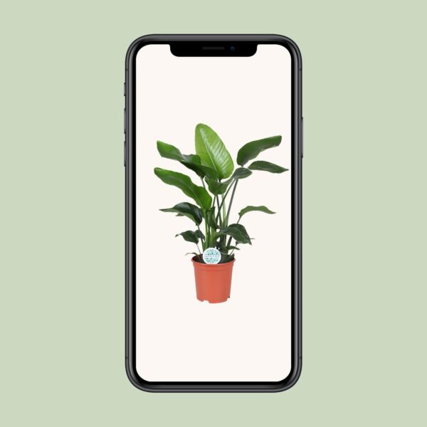 thumbnail_6000-5939.jpg Strelitzia Nicolai