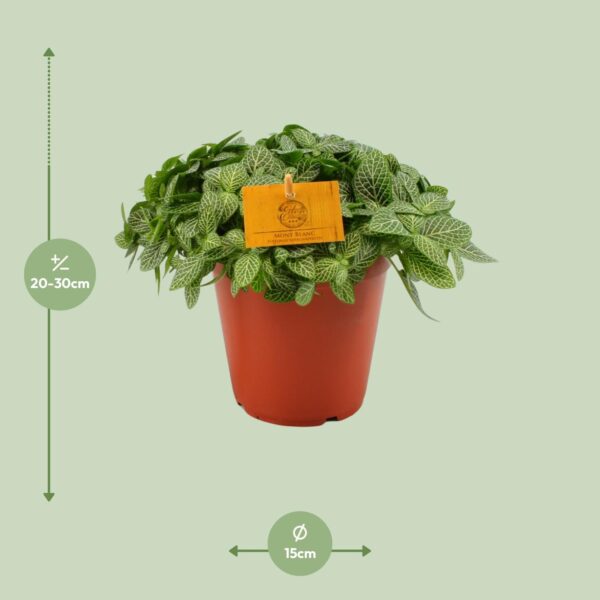 thumbnail_6000-5945.jpg Fittonia Verschaffeltii
