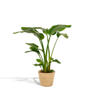 thumbnail_6000-598.png Strelitzia Nicolai in mand Selin