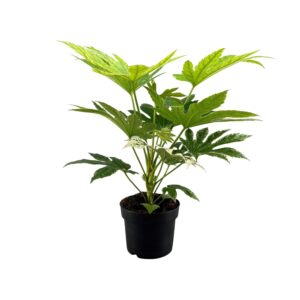 thumbnail_6000-6016.jpg Fatsia Japonica Spider Web