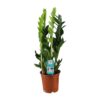 Zamioculcas Zamiifolia