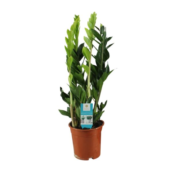 thumbnail_6000-6064.jpg Zamioculcas Zamiifolia