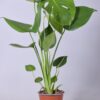 Monstera Deliciosa