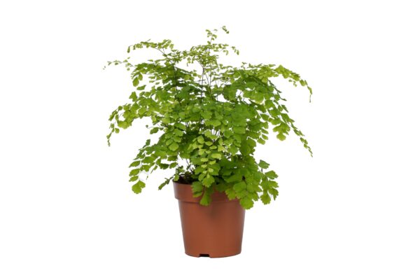 thumbnail_6000-6172.jpg Adiantum Fragrans - Venushaar