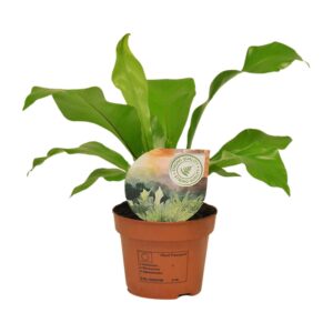 thumbnail_6000-6173.jpg Asplenium Nidus