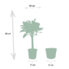 Ficus elastica Melany stam