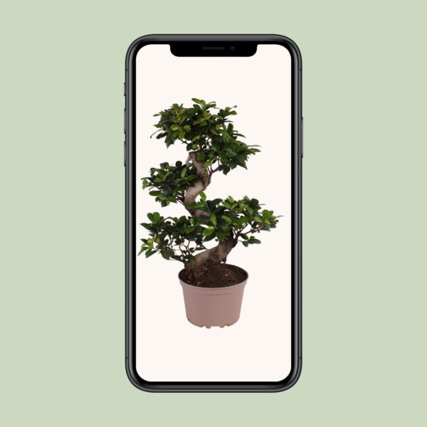thumbnail_6000-6203.jpg Ficus Ginseng