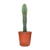 Cereus Peruvianus