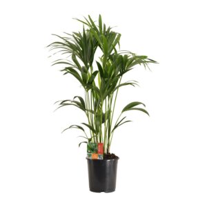 thumbnail_6000-6230.jpg Howea Forsteriana