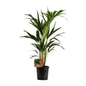 thumbnail_6000-6234.jpg Howea Forsteriana