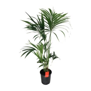 thumbnail_6000-6238.jpg Howea Forsteriana