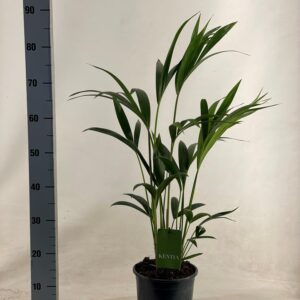 thumbnail_6000-6242.jpg Howea Forsteriana