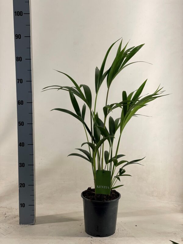 thumbnail_6000-6242.jpg Howea Forsteriana