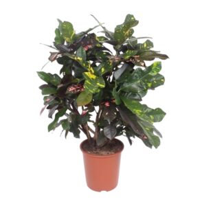 thumbnail_6000-6325.jpg Codiaeum Magnificent (Croton Magnificent)