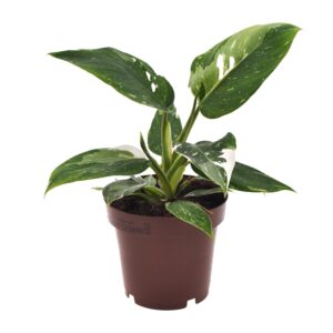 thumbnail_6000-6351.jpg Philodendron White Princess