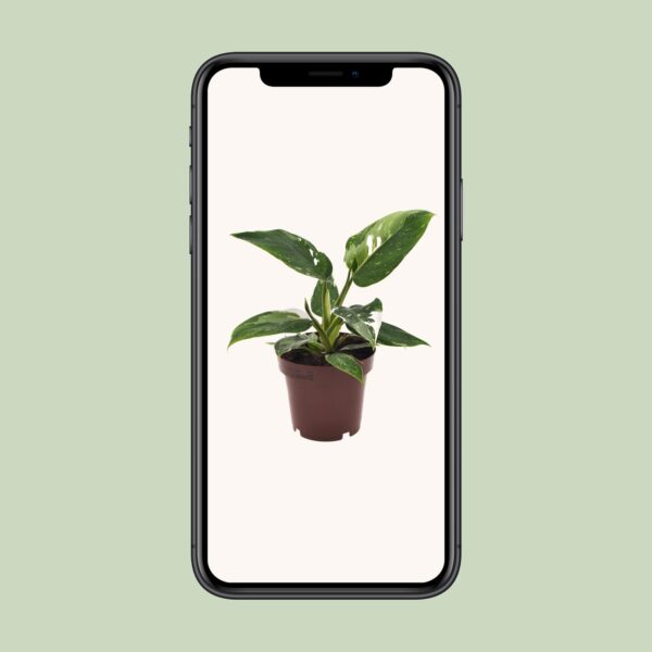 thumbnail_6000-6354.jpg Philodendron White Princess