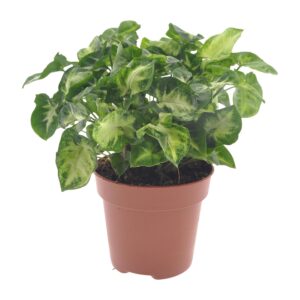 thumbnail_6000-6355.jpg Syngonium Pixie
