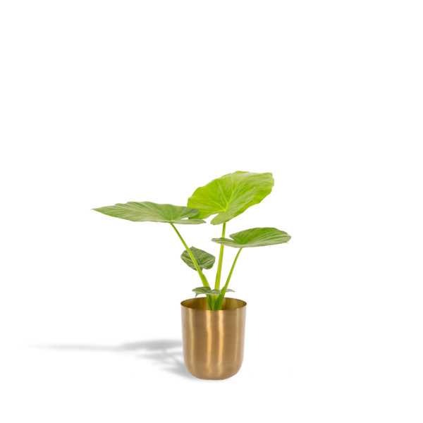 thumbnail_6000-637.png Alocasia Macrorrhiza met Pot Mayk Gold
