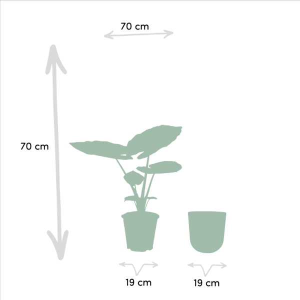 thumbnail_6000-638.png Alocasia Macrorrhiza met Pot Mayk Gold