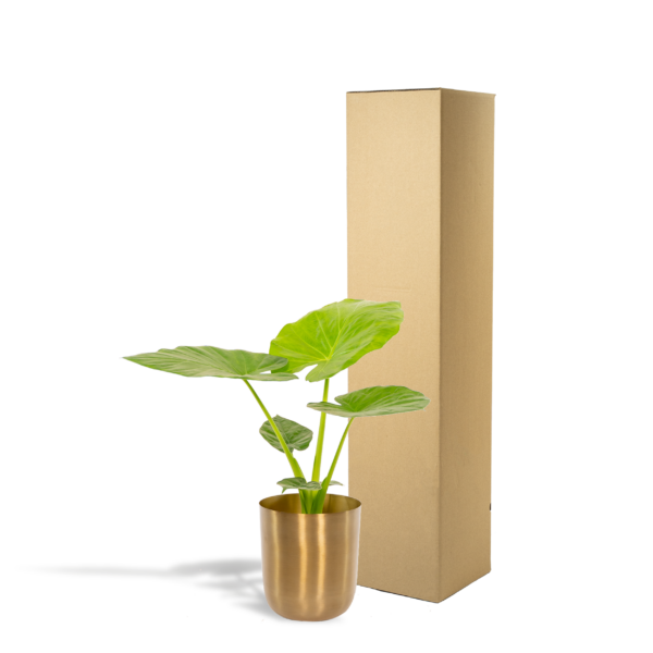 thumbnail_6000-639.png Alocasia Macrorrhiza met Pot Mayk Gold