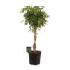 Schefflera Arb. Gold Capella