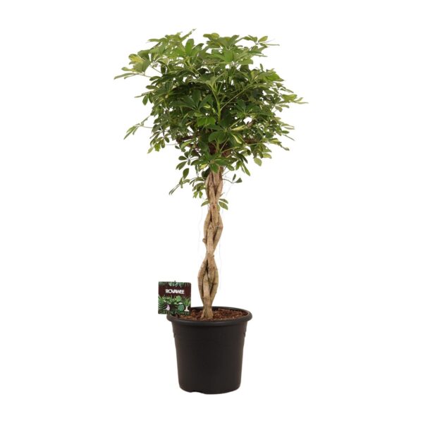thumbnail_6000-6405.jpg Schefflera Arb. Gold Capella