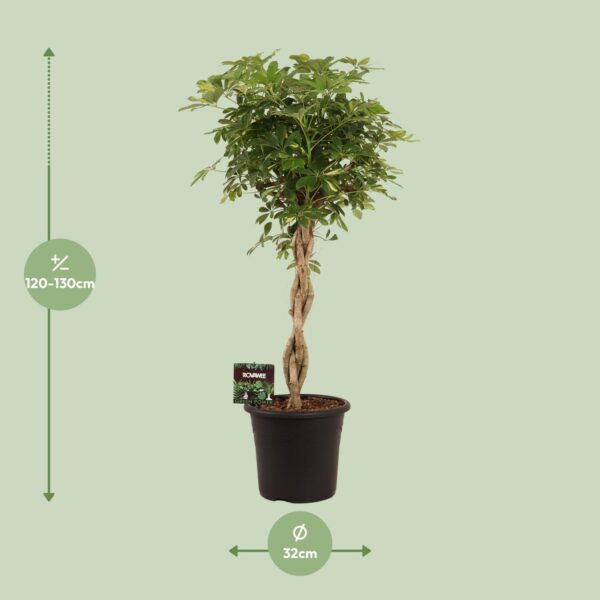 thumbnail_6000-6406.jpg Schefflera Arb. Gold Capella