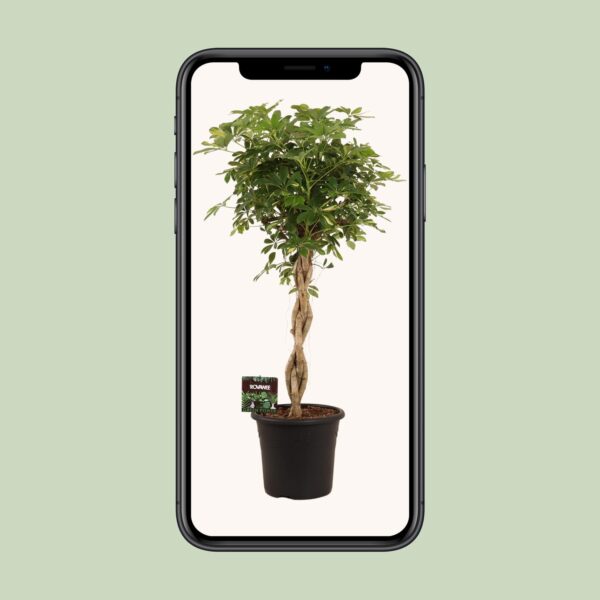 thumbnail_6000-6408.jpg Schefflera Arb. Gold Capella