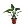 Philodendron Congo Millions