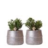 Succulenten set van 2 planten in zilveren groove sierpotten