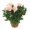 Rosa Light Pink
