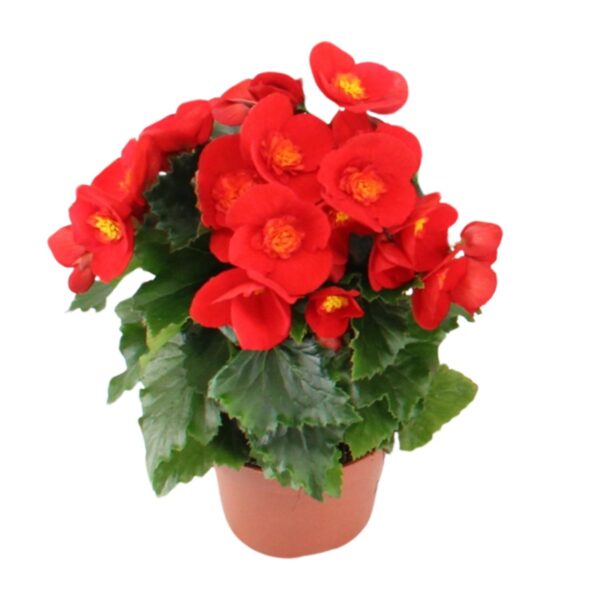 thumbnail_6000-6464.jpg Begonia Sweeties Red