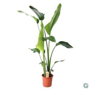 thumbnail_6000-6478.jpg Strelitzia Nicolai